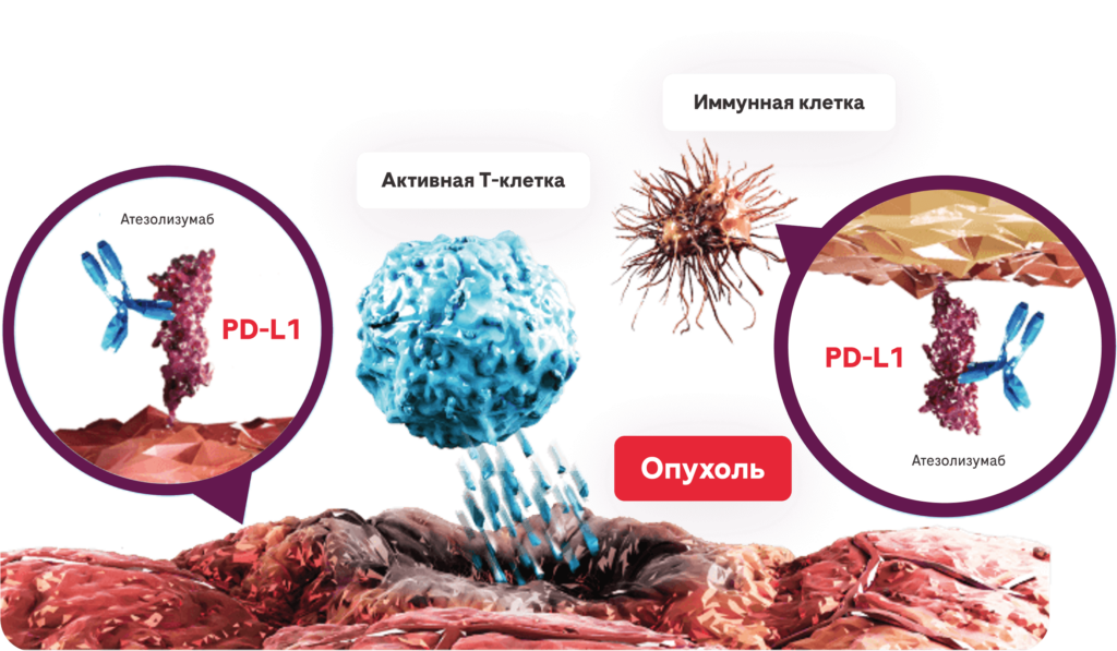 восстановление противоопухолевой активности