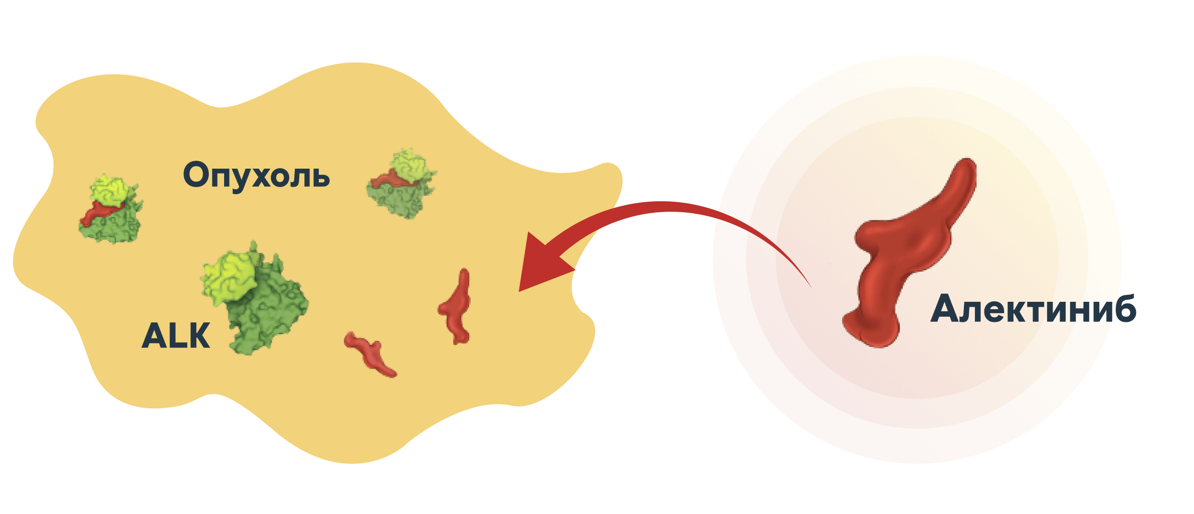 Предлагаемый механизм действия Алектиниба