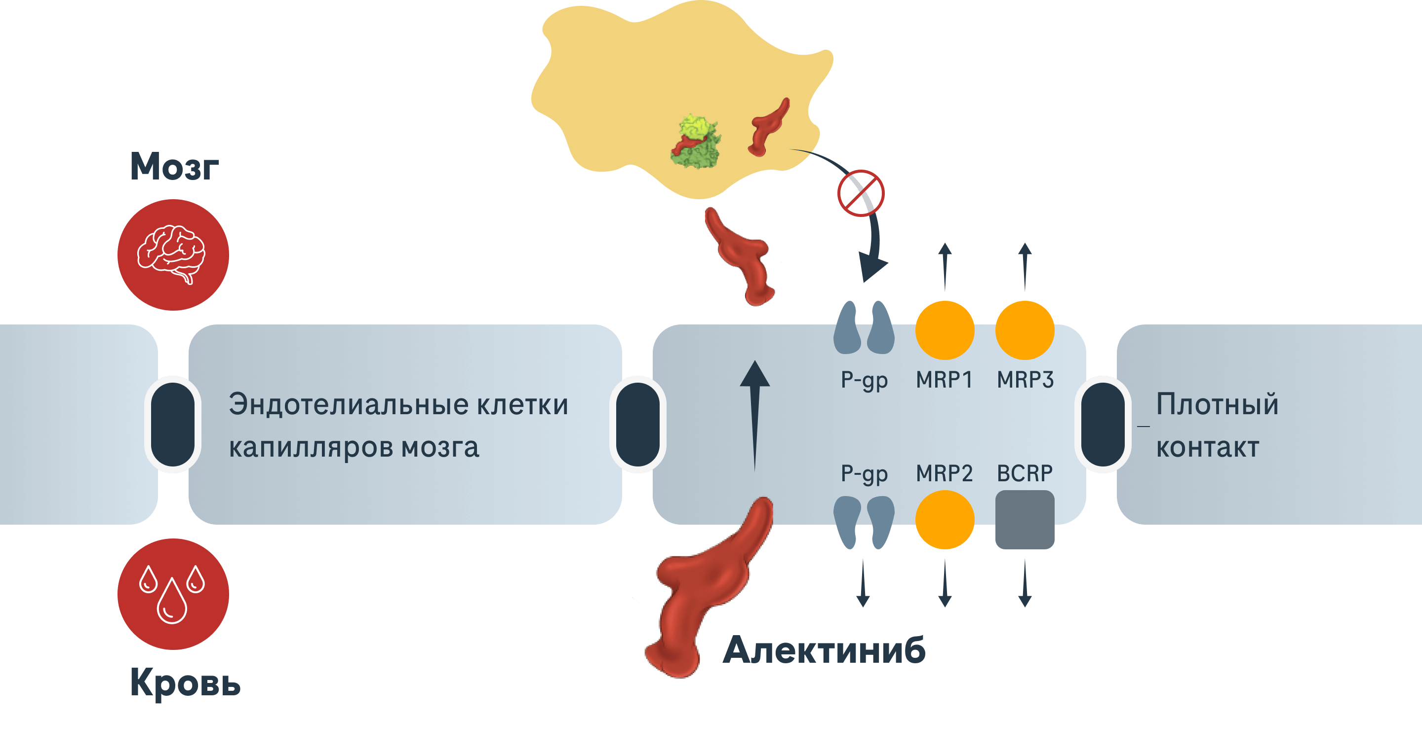 Предлагаемое распределение Алектиниба в ЦНС